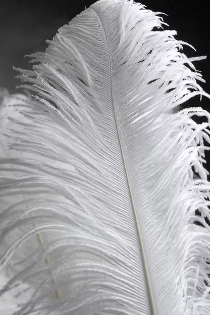 Wholesale 10Pcs/Lot Elegant White Ostrich Feathers 15-75Cm for Craft Wedding Party Supplies Carnival Dancer Decoration Plumages